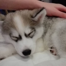 Image pour l'annonce Donne adorable chiot husky de 3 mois