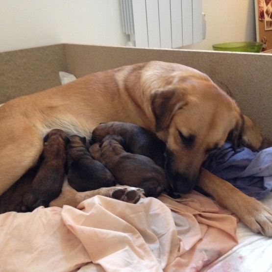 Image pour l'annonce DONNE CHIOTS CURSINU CROISES