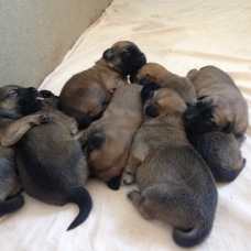 Image pour l'annonce DONNE CHIOTS CURSINU CROISES