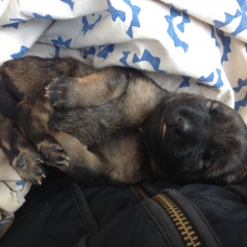 Image pour l'annonce DONNE CHIOTS CURSINU CROISES
