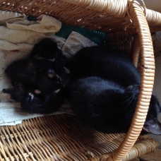 Image pour l'annonce Donne chatons