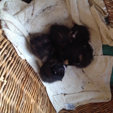 Image pour l'annonce Donne chatons