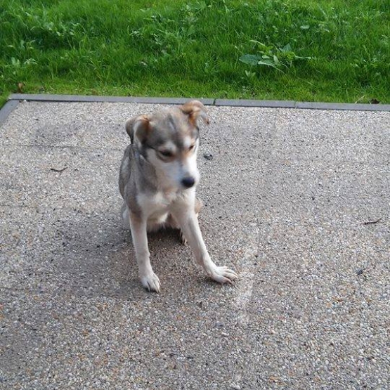 Image pour l'annonce donne chienne type husky croisé