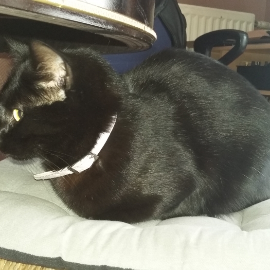Image pour l'annonce Donne chat magnifique