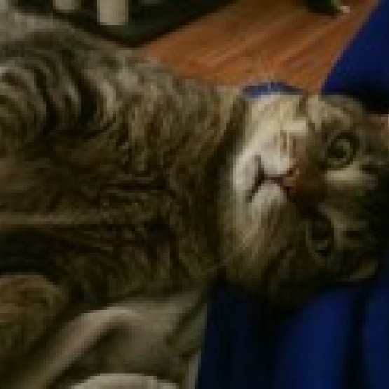 Image pour l'annonce A adopter:  LOGIC, européen tigré, 4 ans, M