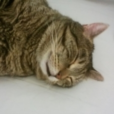 Image pour l'annonce A adopter:  LOGIC, européen tigré, 4 ans, M