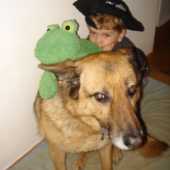 Image pour l'annonce A adopter : [Sauvetage] OUNA berger allemand, 12 ans, F