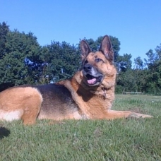 Image pour l'annonce A adopter : [Sauvetage] OUNA berger allemand, 12 ans, F