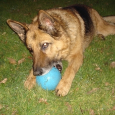 Image pour l'annonce A adopter : [Sauvetage] OUNA berger allemand, 12 ans, F
