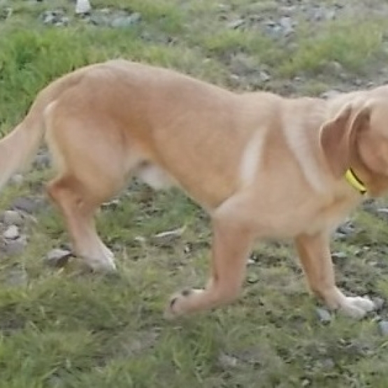 Image pour l'annonce A adopter : LOOPING, croisé labrador basset, 1 an, M
