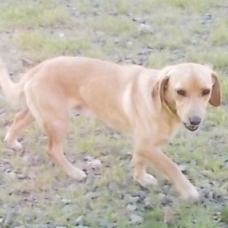Image pour l'annonce A adopter : LOOPING, croisé labrador basset, 1 an, M