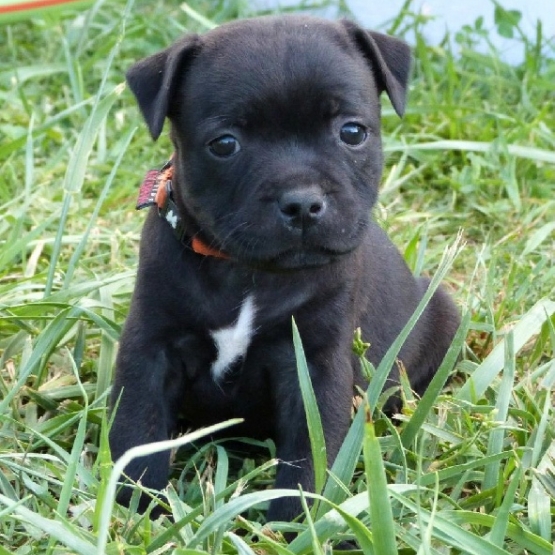 Image pour l'annonce bull terrier staffordshire
