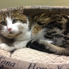 Image pour l'annonce A adopter : CAPRIO, européen tigré et blanc, 4 ans, M