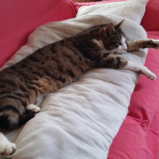 Image pour l'annonce A adopter : RAYURE, européen tigré blanc, 6 ans, M
