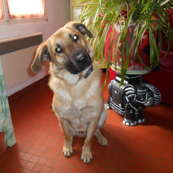 Image pour l'annonce Donne chien croisé labrador, malinois de 16 mois.