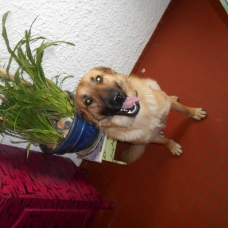 Image pour l'annonce Donne chien croisé labrador, malinois de 16 mois.