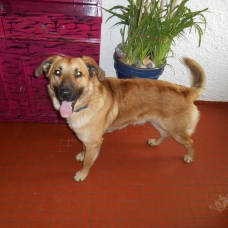 Image pour l'annonce Donne chien croisé labrador, malinois de 16 mois.