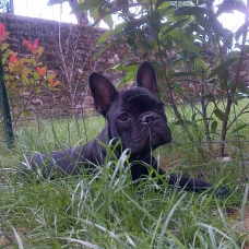 Image pour l'annonce Famille d'accueil pour chiens et rongeurs