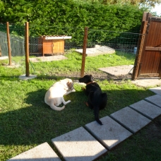 Image pour l'annonce Famille d'accueil pour chiens et rongeurs