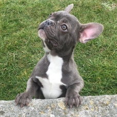 Image pour l'annonce Femelle Bouledogue Français bleue