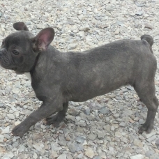 Image pour l'annonce Femelle Bouledogue Français bleue