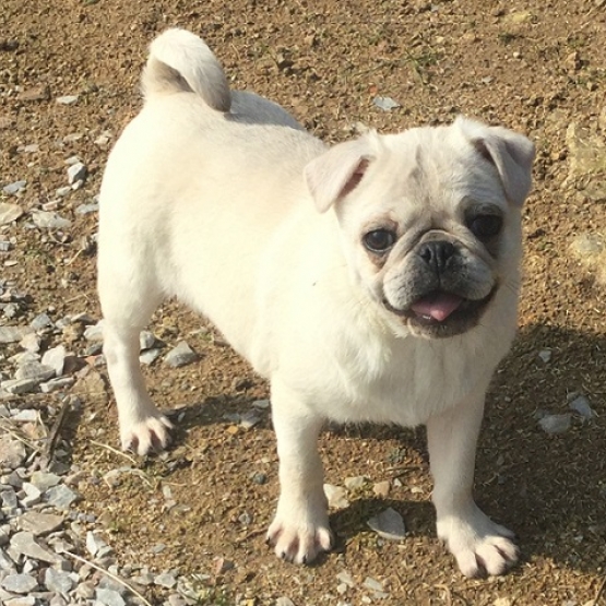 Image pour l'annonce Chiots carlin blanc et chinchilla NEBKC