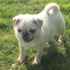 Image pour l'annonce Chiots carlin blanc et chinchilla NEBKC