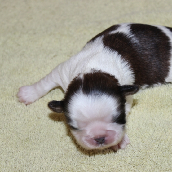 Image pour l'annonce chiots shih tzu LOOF