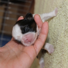 Image pour l'annonce chiots shih tzu LOOF