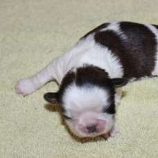 Image pour l'annonce chiots shih tzu LOOF