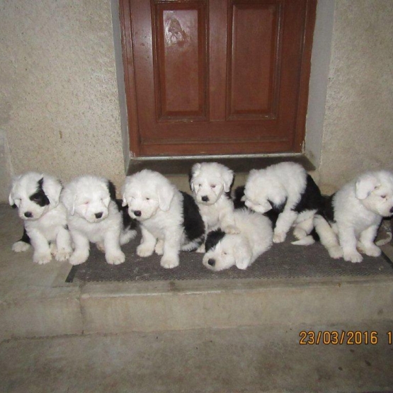 Image pour l'annonce vends bobtail