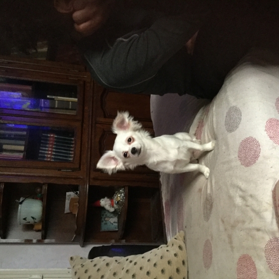Image pour l'annonce Chihuahua
