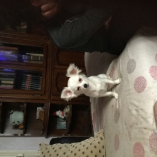 Image pour l'annonce Chihuahua