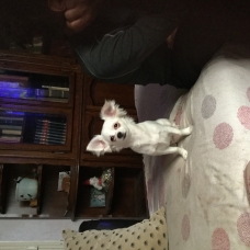 Image pour l'annonce Chihuahua