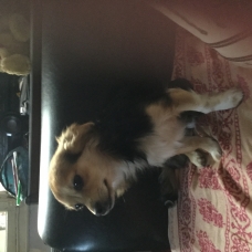 Image pour l'annonce Chihuahua