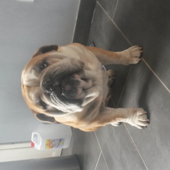 Image pour l'annonce Donne Bulldog Anglais
