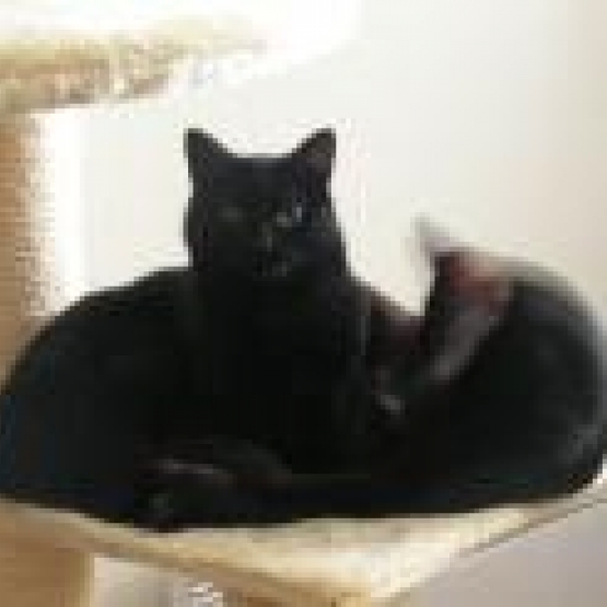 Image pour l'annonce A adopter : PATACHOU, européenne noire, 2 ans 1/2, F