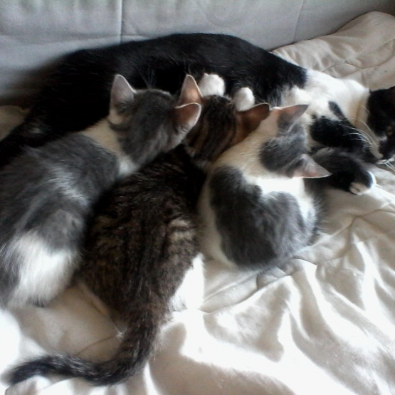 Image pour l'annonce Donne chatons