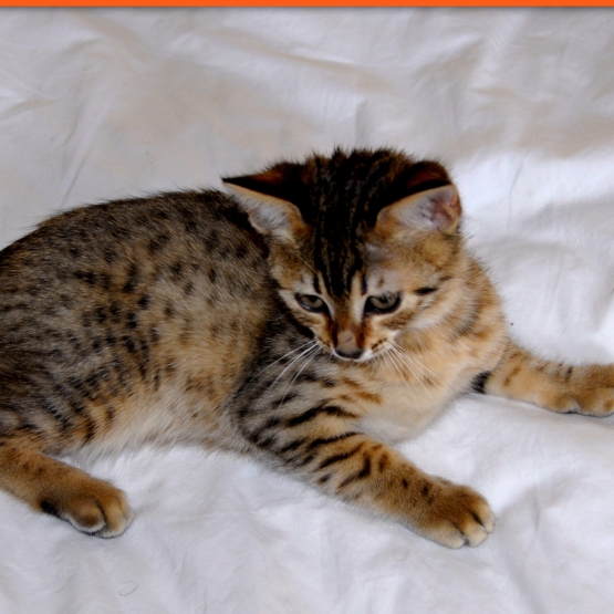 Image pour l'annonce Chaton MAU EGYPTIEN BRONZE