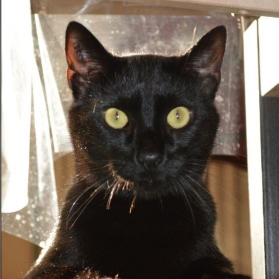 Image pour l'annonce A adopter : HILTON, européen mâle noir, 3 ans