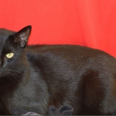 Image pour l'annonce A adopter : HILTON, européen mâle noir, 3 ans