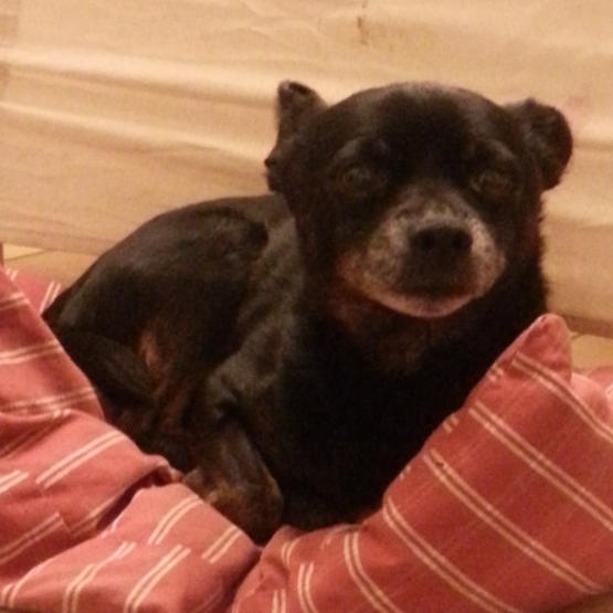 Image pour l'annonce A adopter : [SAUVETAGE] ATHOS, croisé york-pinscher, 10 ans - M