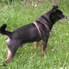 Image pour l'annonce A adopter : [SAUVETAGE] ATHOS, croisé york-pinscher, 10 ans - M