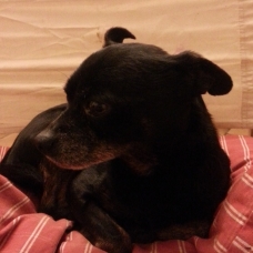 Image pour l'annonce A adopter : [SAUVETAGE] ATHOS, croisé york-pinscher, 10 ans - M