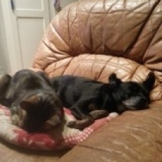 Image pour l'annonce A adopter : [SAUVETAGE] ATHOS, croisé york-pinscher, 10 ans - M