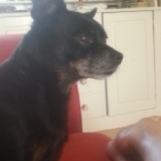 Image pour l'annonce A adopter : [SAUVETAGE] ATHOS, croisé york-pinscher, 10 ans - M