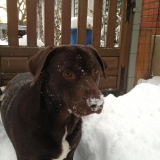 Image pour l'annonce URGENT DON LABRADOR