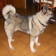 Image pour l'annonce Saillie d'Elkhound LOF