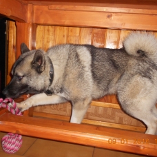 Image pour l'annonce Saillie d'Elkhound LOF