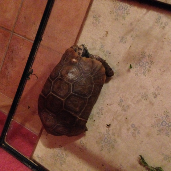 Image pour l'annonce Vends tortue de terre